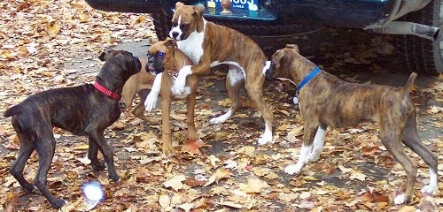 Four Boxers playing outside behind a car with a lot of colorful leaves on the ground