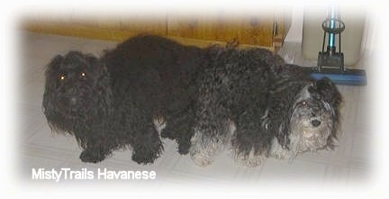 Two dogs stuck together on a tiled floor in front of a cabinet and vacuum