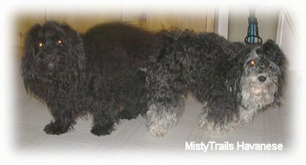 Two dogs standing butt to butt on a tiled floor