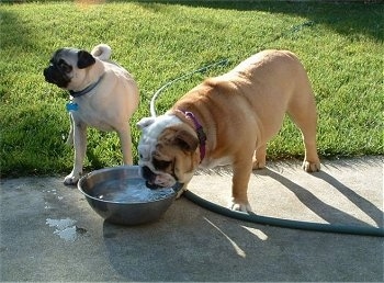A Pug is standing behind a bowl of water. A brown with white Bulldog is drinking out of the water bowl