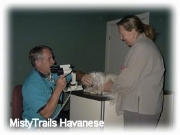 A man in blue scrubs is touching the front of a white haired dog. There is a person behind the dog, holding its side.