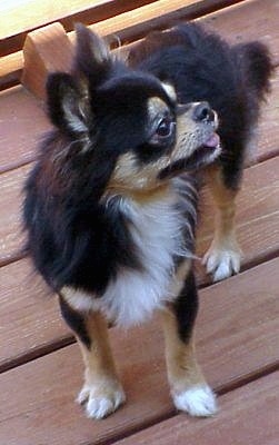 Oreo the Chihuahua is standing on a wooden porch and its mouth is open and its tongue is out