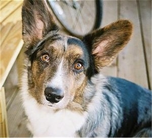 Glamour Shot - Jacob the Cardigan Welsh Corgi Puppy sitting on a wooden porch next to a wooden bench and a bike in the background.