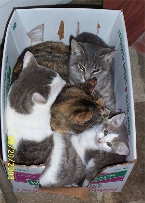 Snowball, Bob, Snowflake and Little Lou the Cats all sitting in a cardboard box
