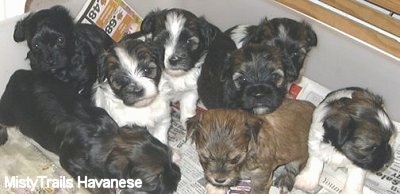A litter of 8 Havanese puppies are sitting on newspapers inside of a whelping box.