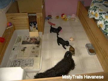A whelping box with a mother dog and her puppies inside. Three Havanese puppies are following a black Havanese around. There are three other Havanese puppies in the sleeping part of a whelping box
