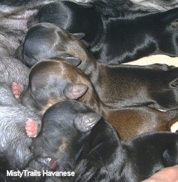 A litter of Havanese puppies are drinking milk from their mother