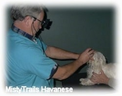 A man in blue scrubs is using a light and looking at the eye of a dog laying on a table in front of it.