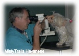 A man in blue scrubs is looking into the eyes of a dog standing on a table in front of him.