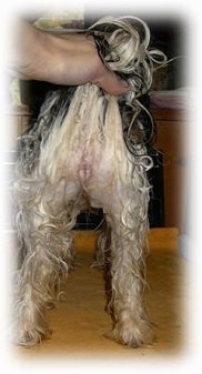 The back end of a wet black and white dog that is standing on a table. A person is pulling up the tail of the dog to show its straight legs.