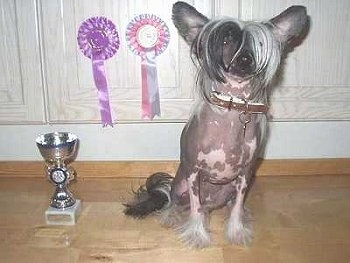 Bella the Chinese Crested hairless is sitting in front of a wooden cabinet next to a trophy and two hanging ribbons.