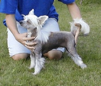 Hairless Chinese Crested