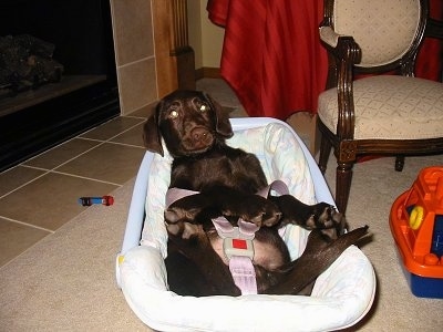 A chocalate Labrador puppy is buckled up laying in a car seat on a floor inside of a house. There is a childs toy next to it.