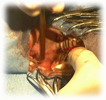 Close Up - A Veterinarian has a tool in the mouth of a dog during surgery. He is sewing up the crack and the dogs teeth are showing