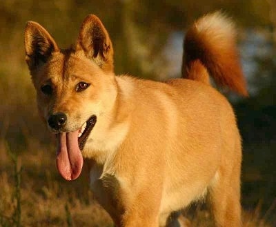 Australia Dingoes