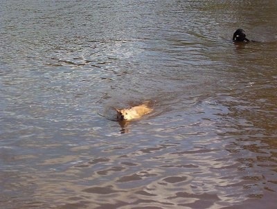 Lindy the Dingo is swimming in a body of water