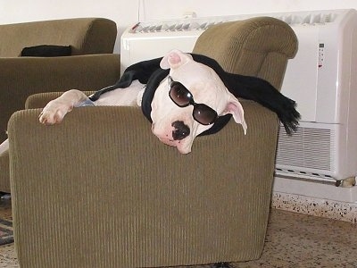 A white Dogo Argentino dog is sleeping in an arm chair. It is wearing a black scarf and sunglasses.