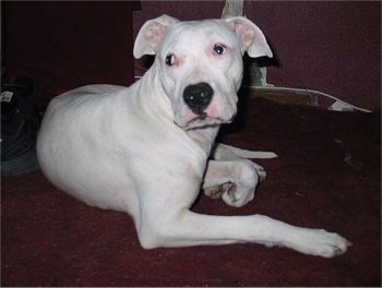 Modis Bubba el Cora the Dogo Argentino is laying on a carpet. There is a black shoe behind him.