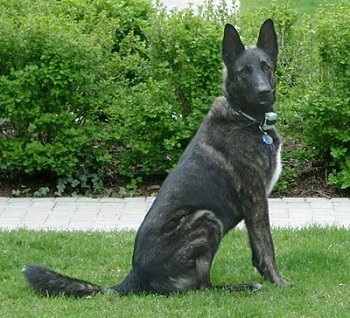 Gitzo the black brindle Dutch Shepherd is sitting in a small grass area in front of a sidewalk with a line of bushes behind him