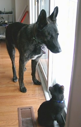 Gitzo the black brindle Dutch Shepherd is looking out of a sliding door next to a cat. The cat is looking up at Gitzo