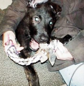 Close Up - Gitzo the black brindle Dutch Shepherd puppy is biting at a rope toy. A person is holding both ends of the toy