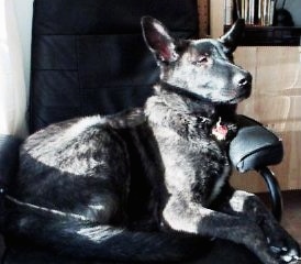 Gitzo the Dutch Shepherd is laying in a black computer chair. There is a window behind it with the sun shining in on him.