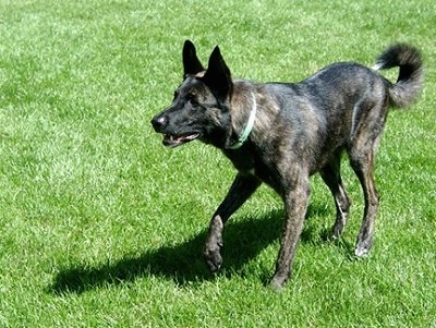 Gitzo the black brindle Dutch Shepherd is standing out in a grassy field and its head is down like he is waiting for a Frisbee to be thrown. His mouth is open