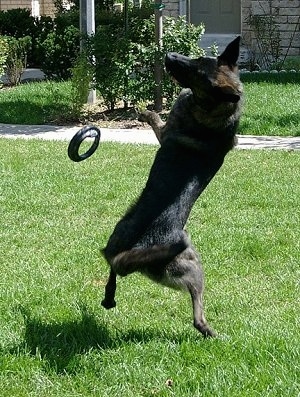 Action shot - Gitzo the Dutch Shepherd is jumping up to catch a frisbee. The frisbee is falling down in front of it