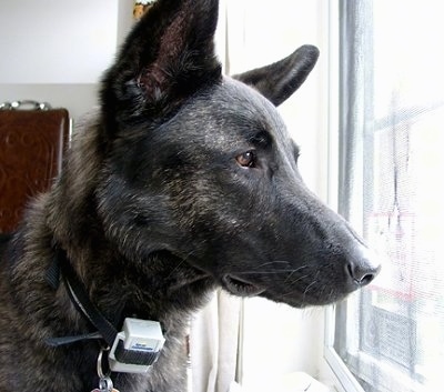 Close Up head shot - Gitzo the black brindle Dutch Shepherd is looking out of a window