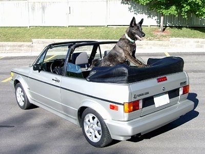 Gitzo the Dutch Shepherd is standing in the back of a silver VW Golf convertible with the top down