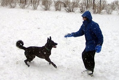 Gitzo the Dutch Shepherd is getting ready to jump at a snowball that is being tossed up by a person in a blue coat and blue gloves. There is snow on the ground and it is snowing in the picture.