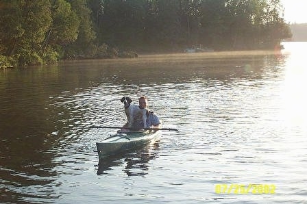 Remington Steel the English Springer Spaniel is riding on a kayak with a man through a body of water