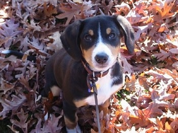 Entlebucher puppy is sitting in a field covered in leaves and looking up