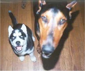 A Siberian Husky puppy and a large tan and black dog are sitting on a hardwood floor looking up.