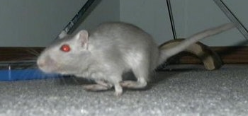 Close up - A grey Gerbil is running across a carpet and it is looking to the left.