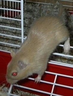 An Argente Golden Gerbil is running out of a cage and it is looking to the left.