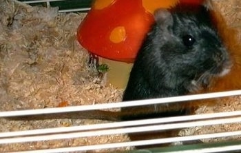 Close up - A black Pono Gerbil is standing on its back legs and it is looking out of a cage door.