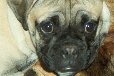 Pug Cross Bulldog