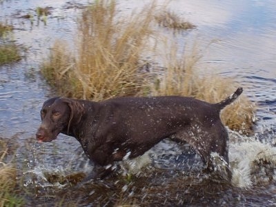 A brown with white German Shorthaired Pointer is flailing through a body of water