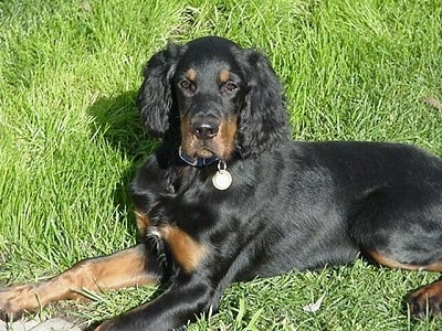 A black and tan Gordon Setter puppy is laying in grass looking forward