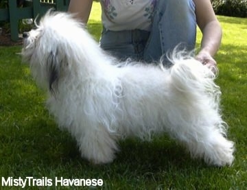 A white Havanese dog is being posed in a stack by a kneeling person behind it.