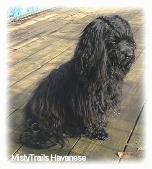 Side view - A black long haired dog is sitting on a hardwood porch and it is looking to the right.