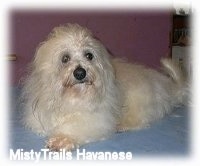 A white with tan fluffy dog is laying across a blue carpeted surface. It is looking up and to the right.