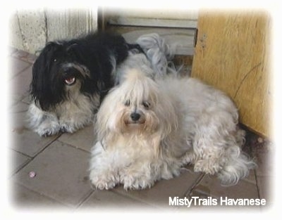 A black and white Havanese is laying next to a white Havanese on a flag stone porch.