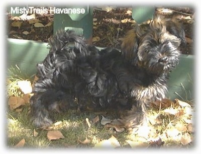 A black with tan Havanese puppy is standing in grass and fallen leaves next to a green table.