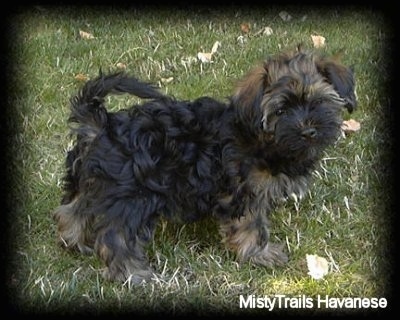 A black with tan Havanese puppy is standing on grass and looking to the right