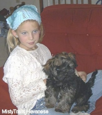 A black with tan Havanese puppy is sitting on the lap of a blonde haired girl who is wearing a light blue head piece on a red couch.