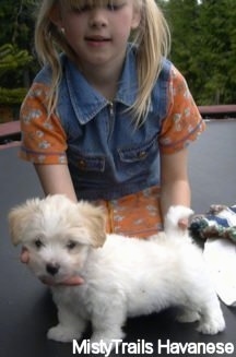A white with tan Havanese puppy is standing on a trampoline with a blonde haired girl behind it posing the puppy in a stack.