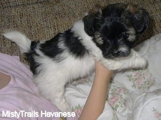 A white and black Havanese puppy is laying on top of a person in a pink shirt who is holding its front end up in the air on a couch.