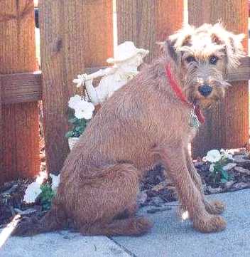 An Irish Terrier is sitting on a sidewalk in front of a wooden fence.
